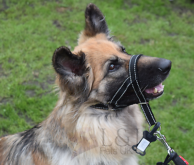 Padded Head Collar Reflective Set Dog Training Halter Stops Dog