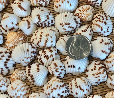 1/2 CUP OF SMALL SPOTTED CLAM SEA SHELLS - 1'' WIDE & UNDER - CRAFTING