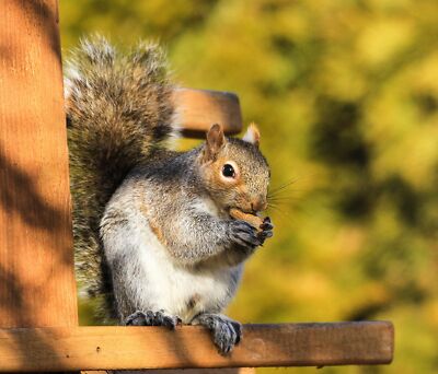 Wakefield Virginia 50LB Peanuts for Squirrels, Birds, Deer, Ducks and Wildlife