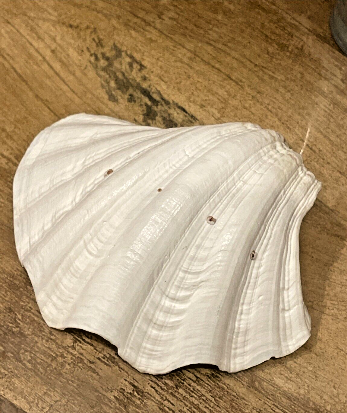 Clam Shell