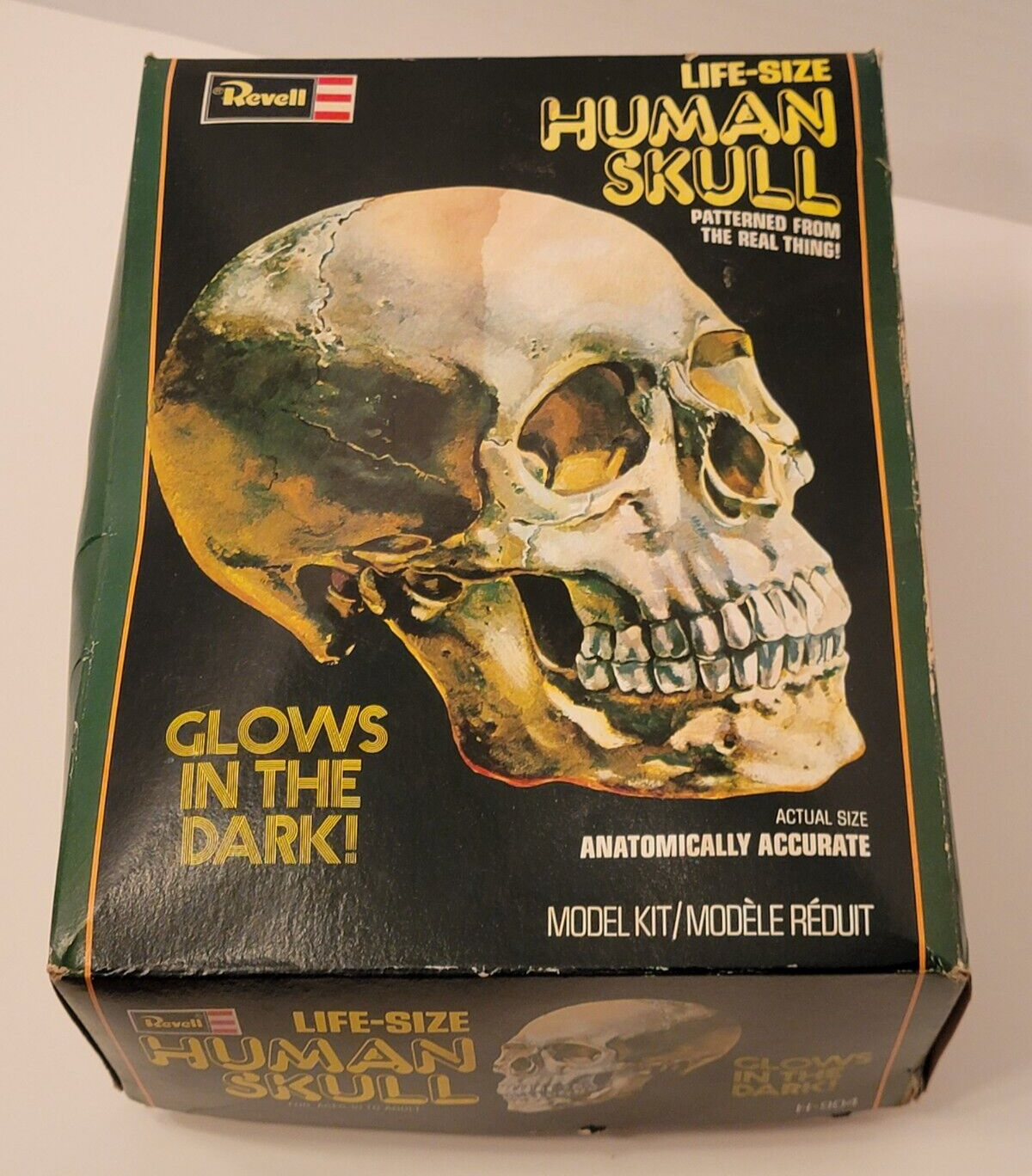 Vintage 1977 REVELL LIFE SIZE HUMAN SKULL Model H-904 assembled w