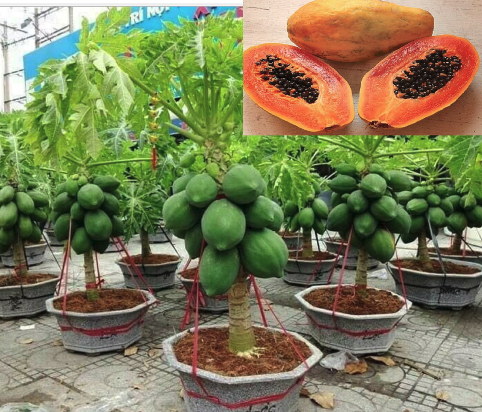 50+ Dwarf Thai Papaya Seeds~Fresh Seeds for Planting ORGANIC from US