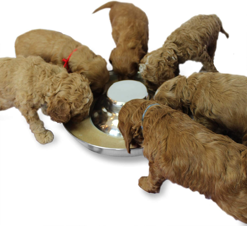 Stainless Steel Puppy Weaning Bowl Raised Center Low Rim Dishwasher Litter Feed