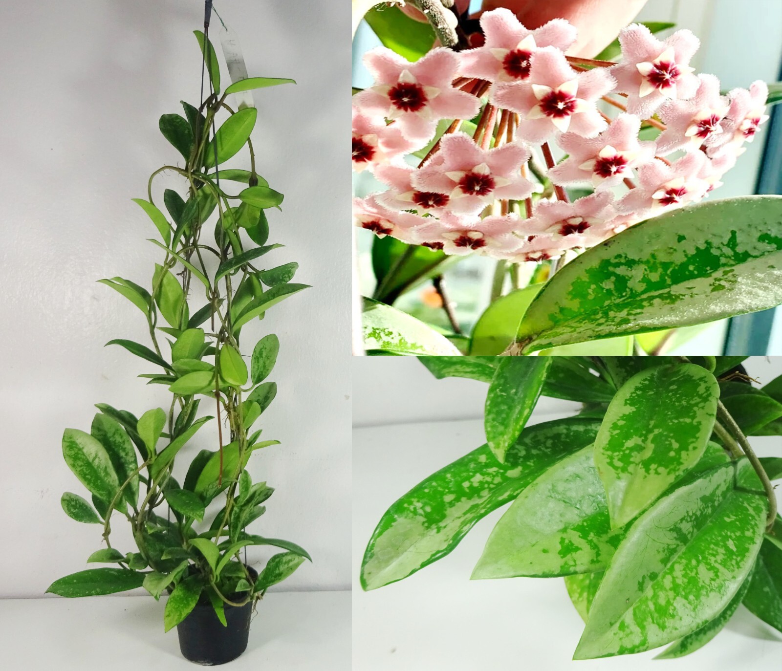 珍種　ホヤ セルペンス シルバー　Hoya Serpens Silver Hoya Serpens Plant Features and Availability