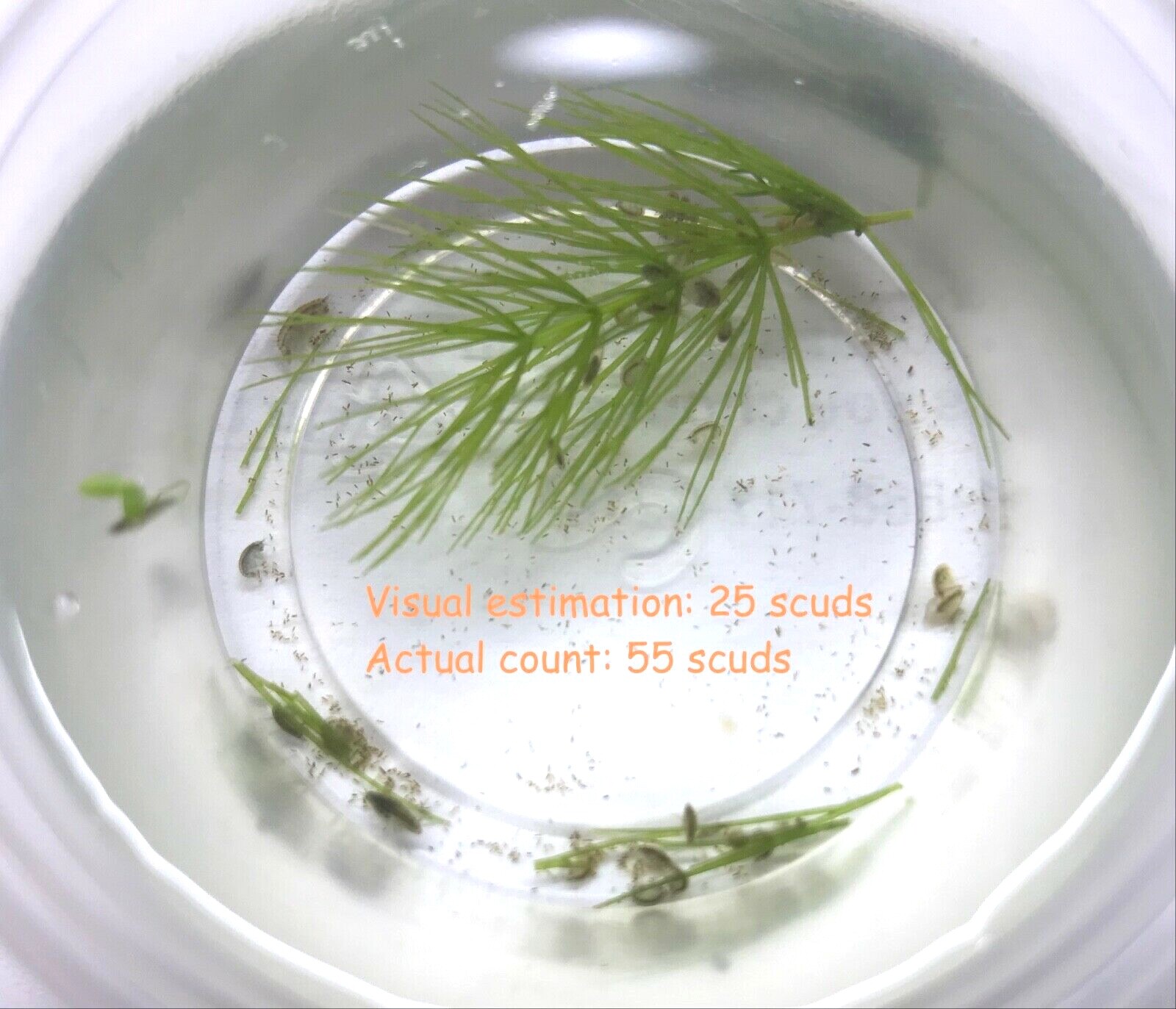  Live Food - Freshwater Scuds/ Gammarus/ Amphipods multiple quantity selection