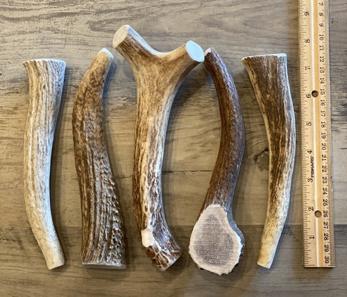 LARGE Elk/Deer Antler Premium Dog Chew (1pc) **OREGON ANTLER WORKS**