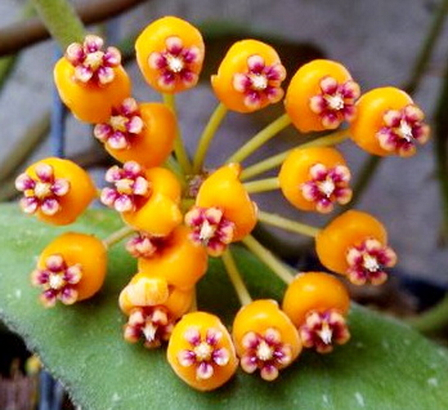 Хойя ваймани малайзия