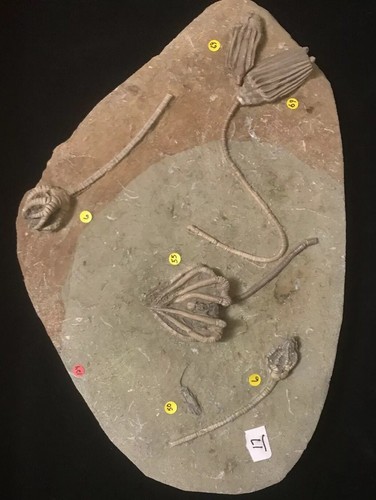 Six Crinoid, Three Species Crawfordsville Plate