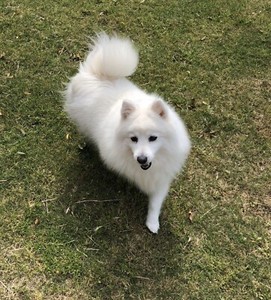 Japanese spitz | Dogs & Puppies | Gumtree Australia Salisbury Area