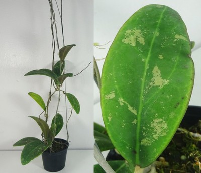 Hoya Rintzii Borneo, Splash Leaves 15 Inches Plant, RARE, Houseplant
