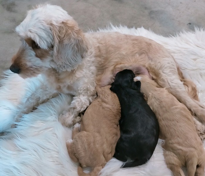 spoodle puppies for sale gumtree