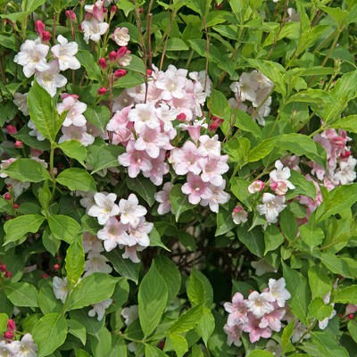Ziergehölze, rosa Weigelie im Topf / Container