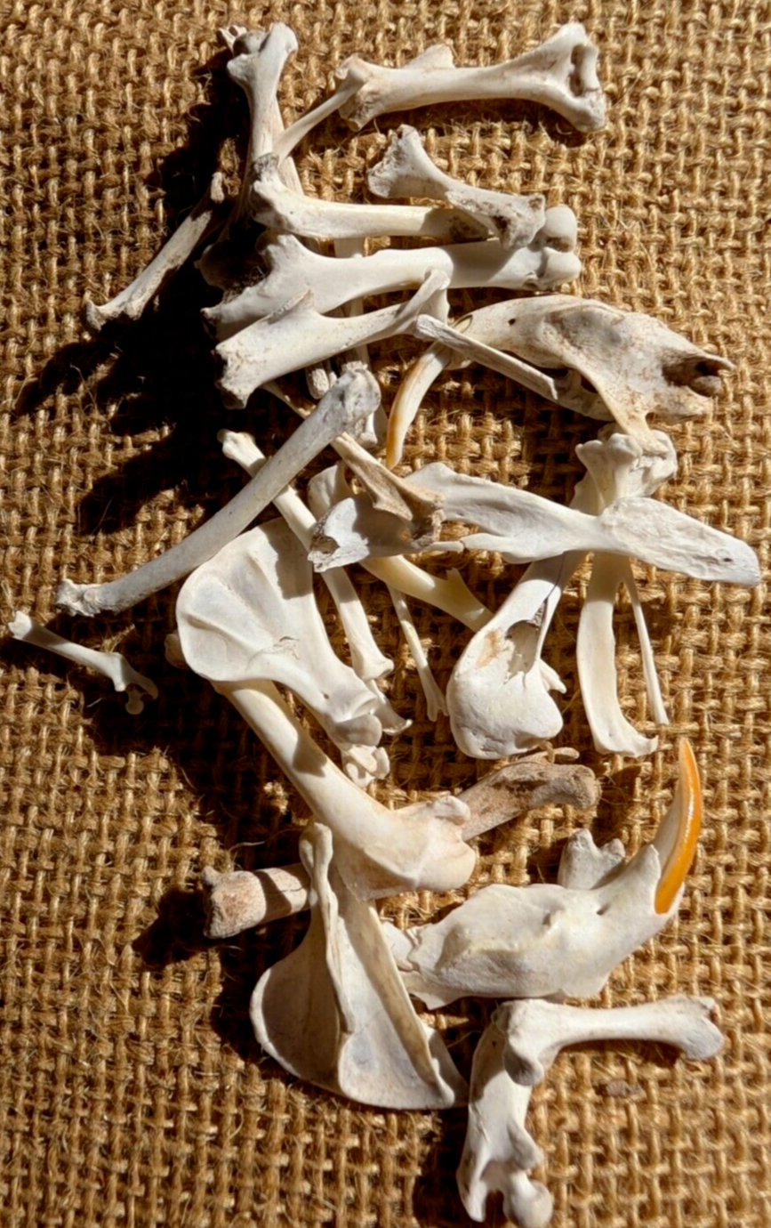 30 to 35 Owl Pellet Bones in a Small Glass Jar and a Bone Identification Chart.