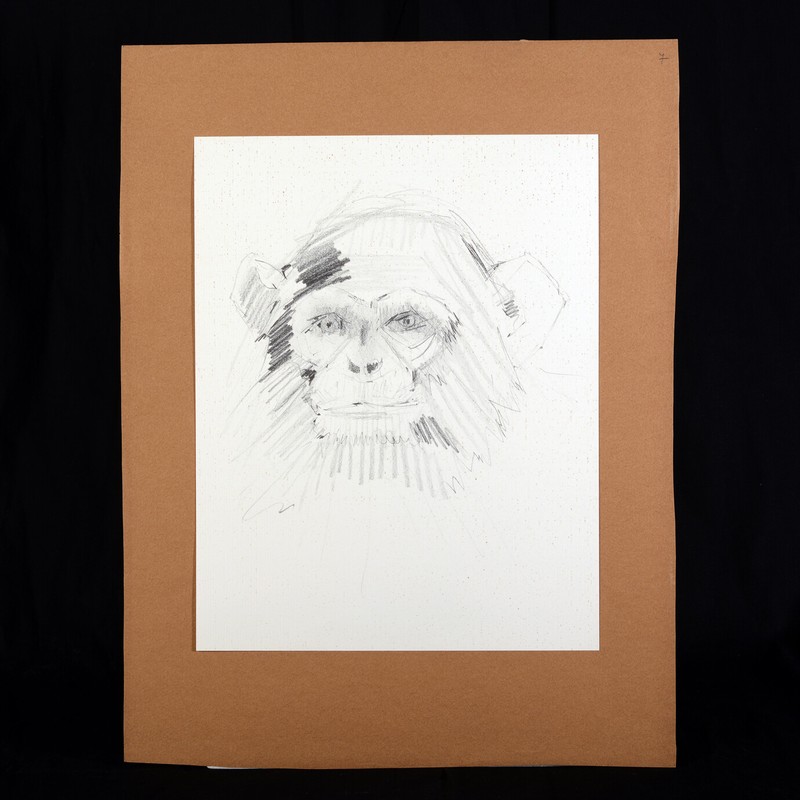 Pierre Letellier ChimpanzÃ© Dessin PrÃ©Paratoire Reproduit Le Lion J Kessel