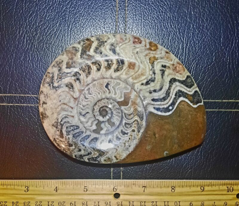 Huge Polished Goniatite Ammonite Fossil - 6"x4.5"x1"
