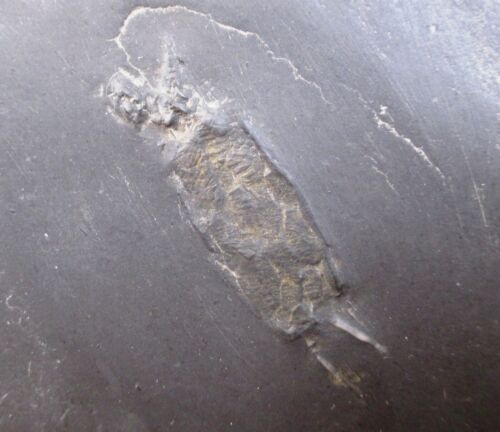 Bundenbach carpoid fossil - Rhenocystis lapendulata - Hunsruck slate , Germany 