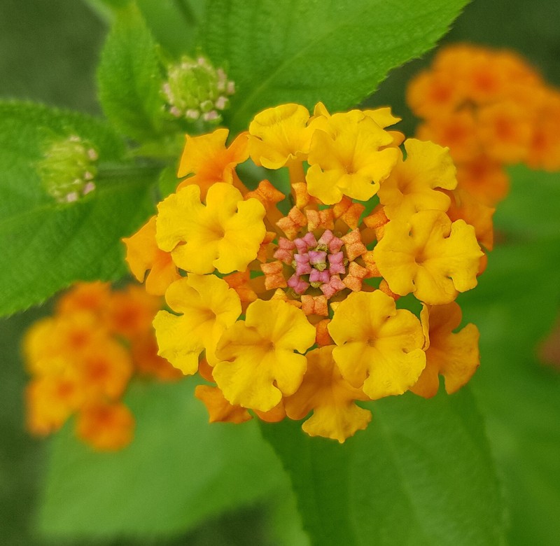 Lantana 