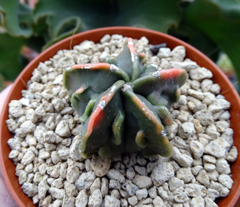 Astrophytum   Fukuryu Koh Jo Cactus Copiapoa Kakteen Cacti 12/25