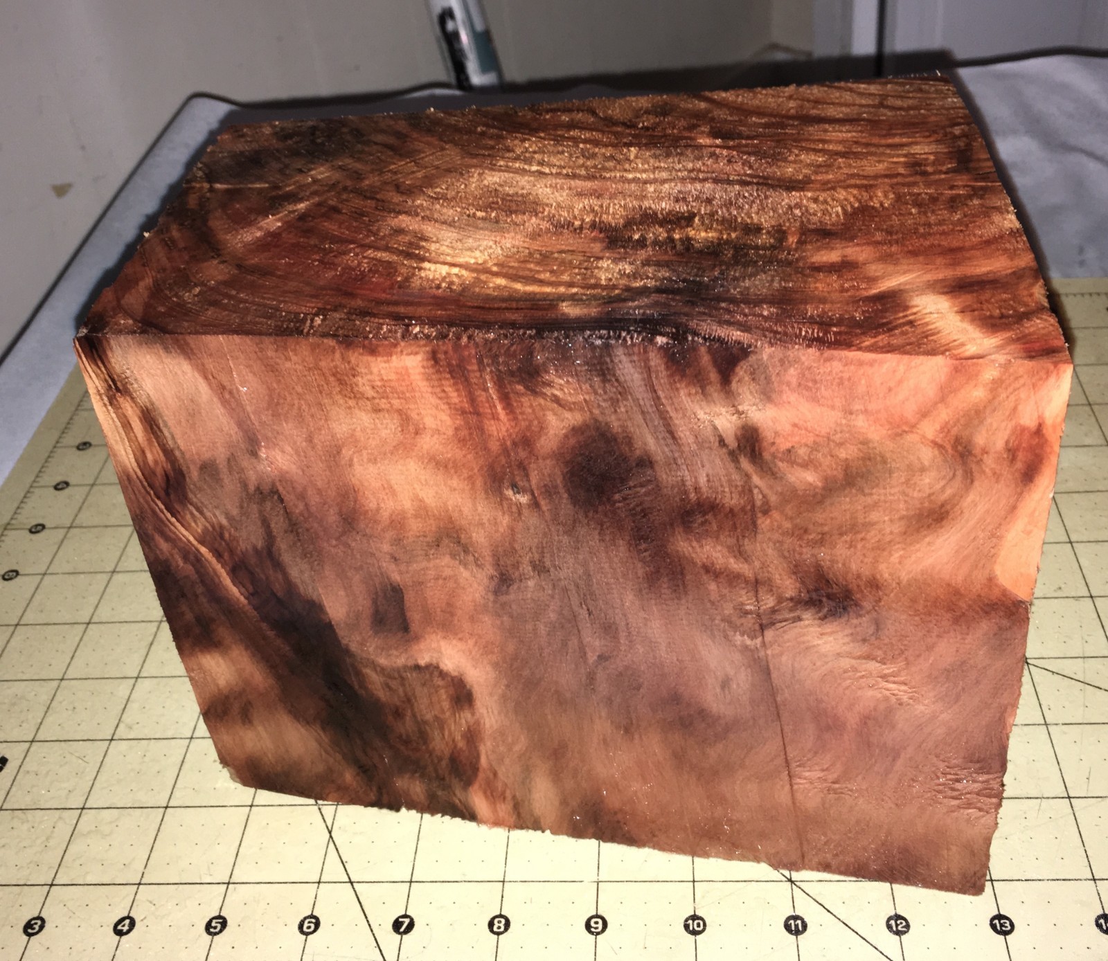 Hawaiian Aromatic CURLY SUGI Pine Japanese Cedar~5 1/4