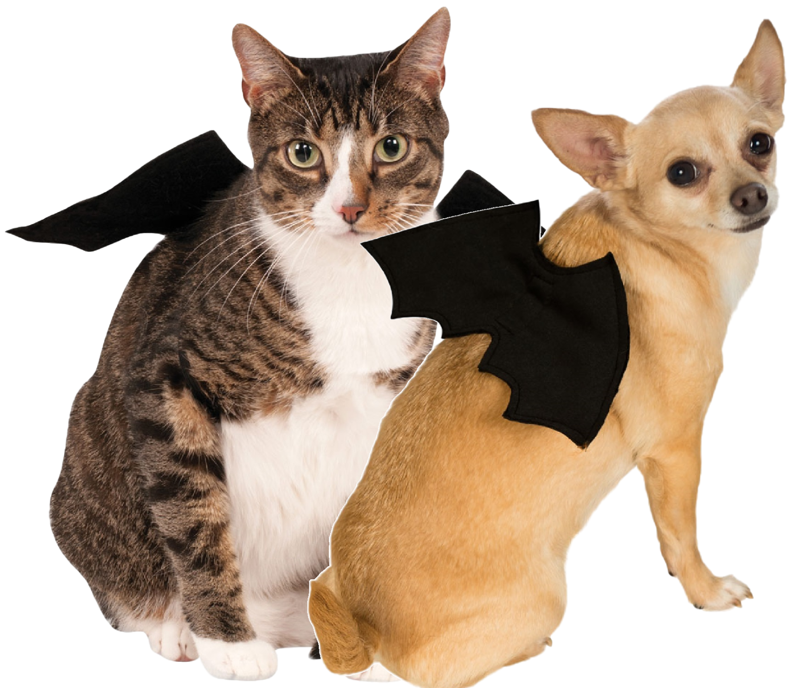 cat bat costume