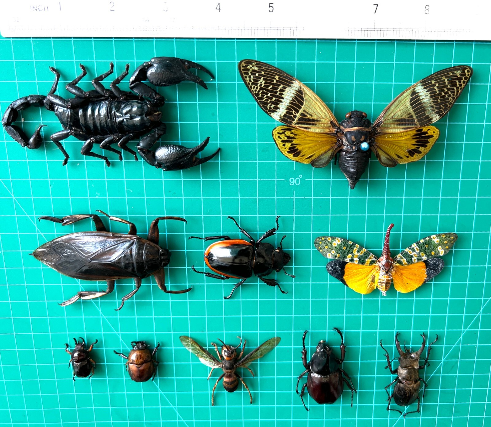 15 Beetle Scorpion Insects Bugs Real Taxidermy Dried Oddities Decor