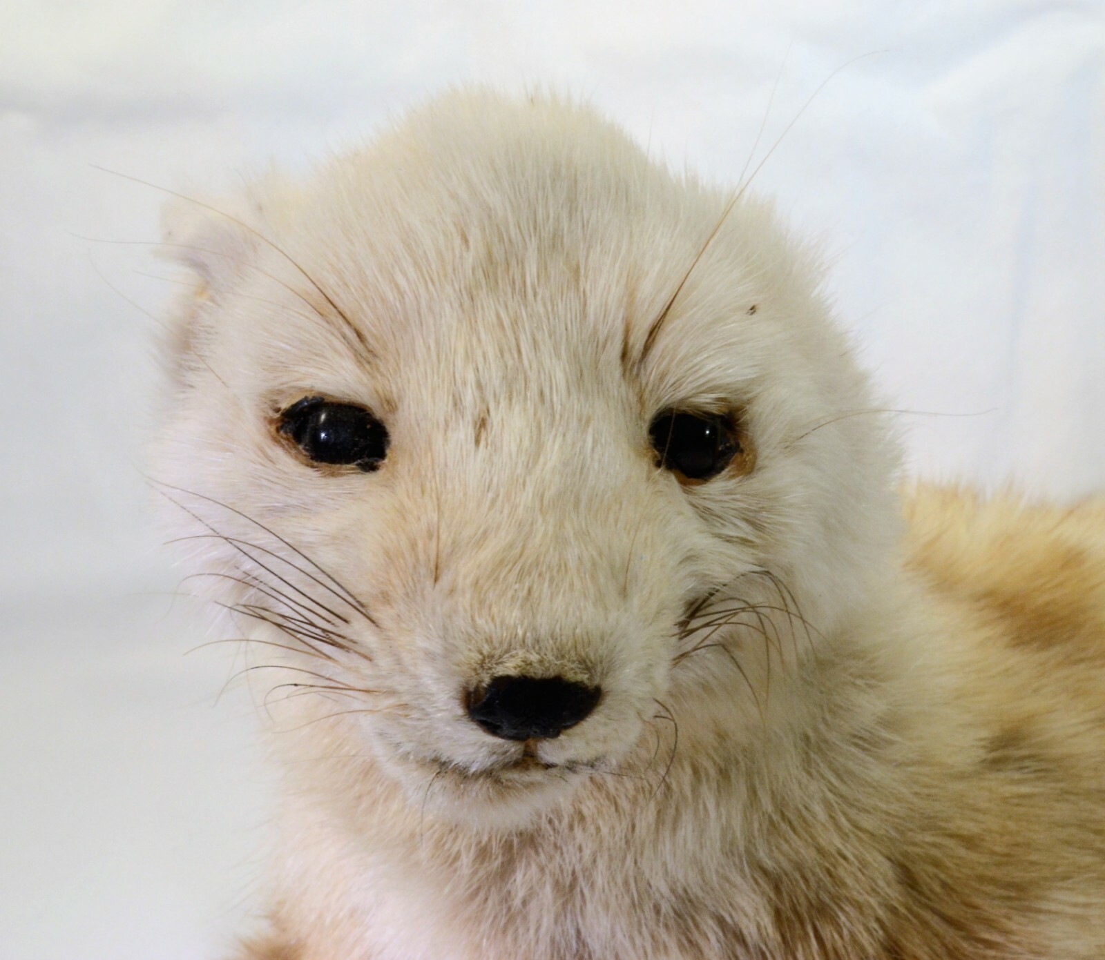Taxidermy Weasel - Old Mount Broken Foot - For Repair