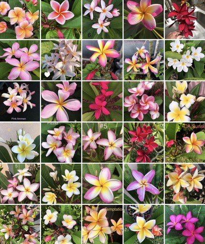 【258】plumeriaページ $_12.JPG?set_id=880000500F