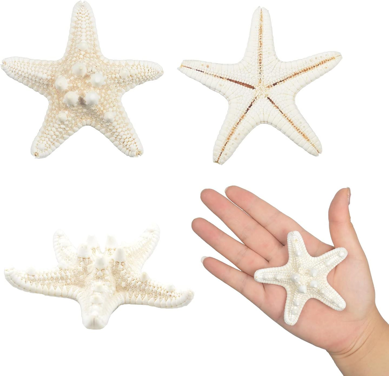 12 PCS Starfish 2-6 Inch Mixed Starfish Natural Seashells Starfish Star Fish She