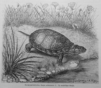 Sumpfschildkröte Teichschildkröte Emys orbicularis  Holzstich 1912 Schildkröte  