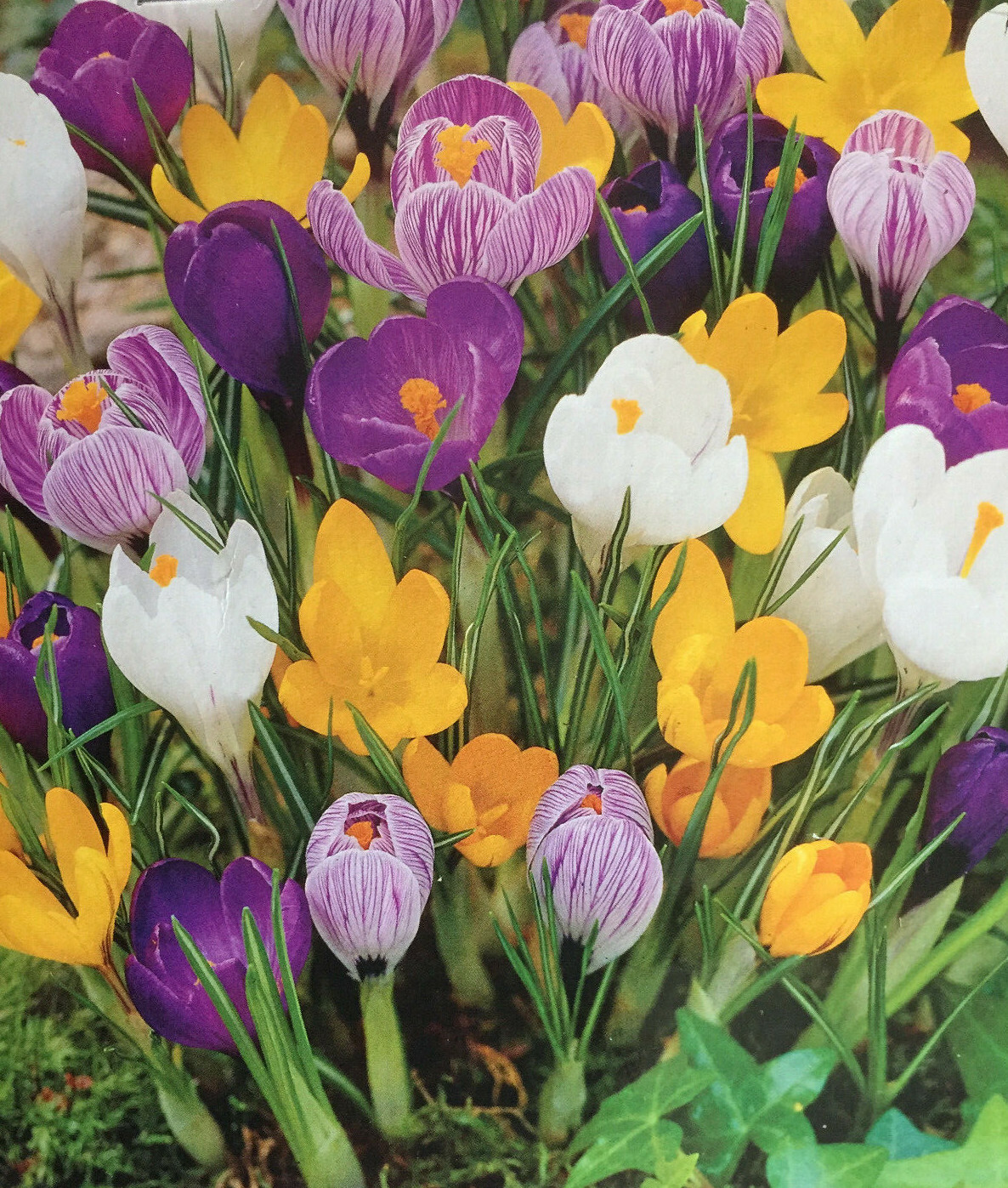 1100 CROCUS MIXED BULBS CORMS PERENNIAL GARDEN FRESH