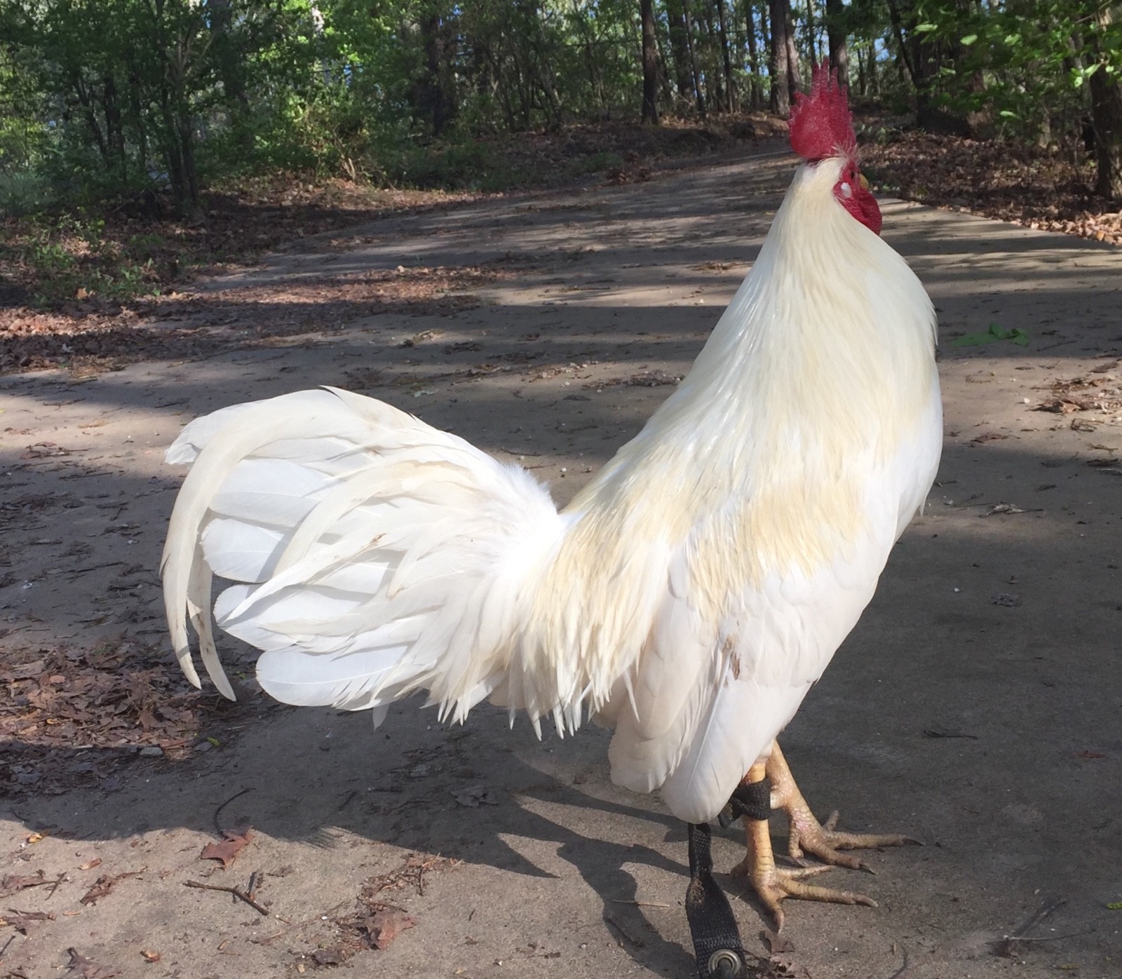 ASSORTED POULTRY CHICKEN HATCHING EGGS 8 NOTICE: