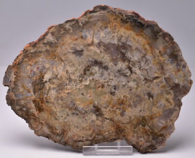 FOSSIL DINOSAUR POO, COPROLITE JURASSIC, MORRISON Ftm, USA F119