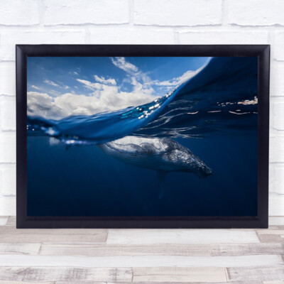 Humpback Whale The Sky Underwater Animal Swimming Wall Art Print