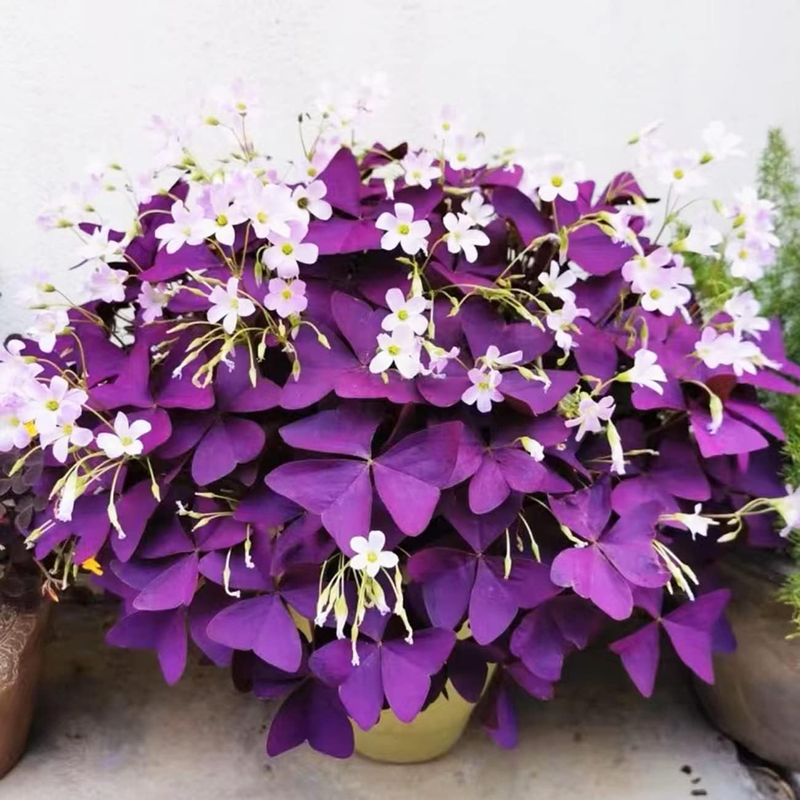 12+ Bulbs Purple Shamrocks Oxalis Triangularis Lucky Lovely Fl...