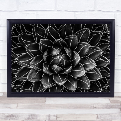 Natural math Closeup Detail Symmetry Botanic Abstract Plant Fibonacci Art Print