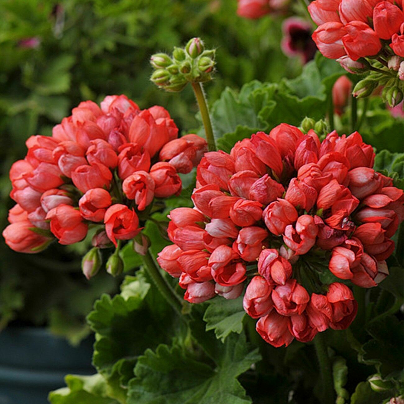 Rare 'Night Blue' Geranium Seeds Appleblossom Rosebud Pelargonium perennial Garden Flower Seeds Potted Plant