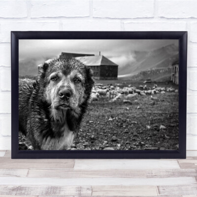 Mood Dog Animal Animals Black White Shepherd Goat Sheep Lamb Village Hill Print