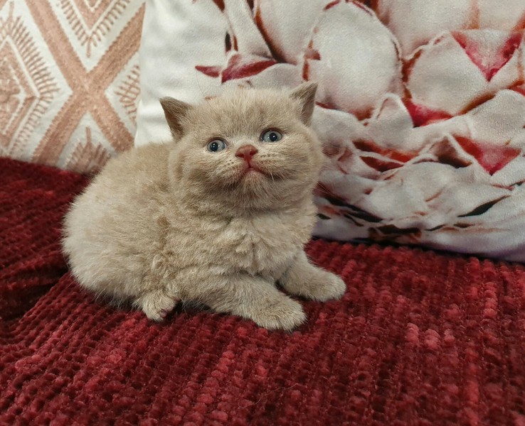 British Shorthair Kittens Cats Kittens Gumtree Australia Morphett