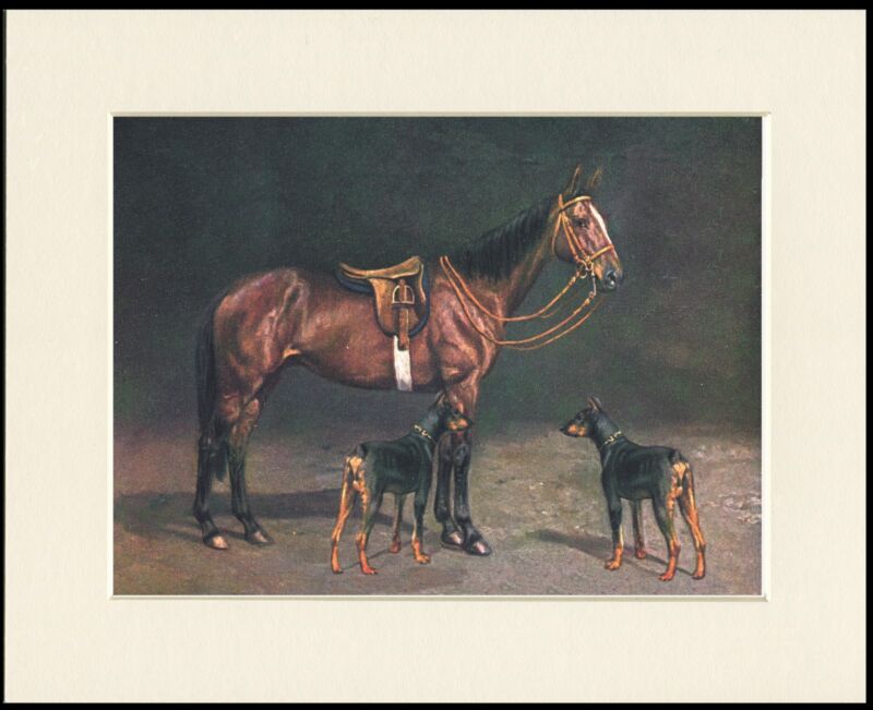 DOBERMAN PINSCHER DOGS AND HORSE GREAT DOG PRINT MOUNTED READY TO FRAME