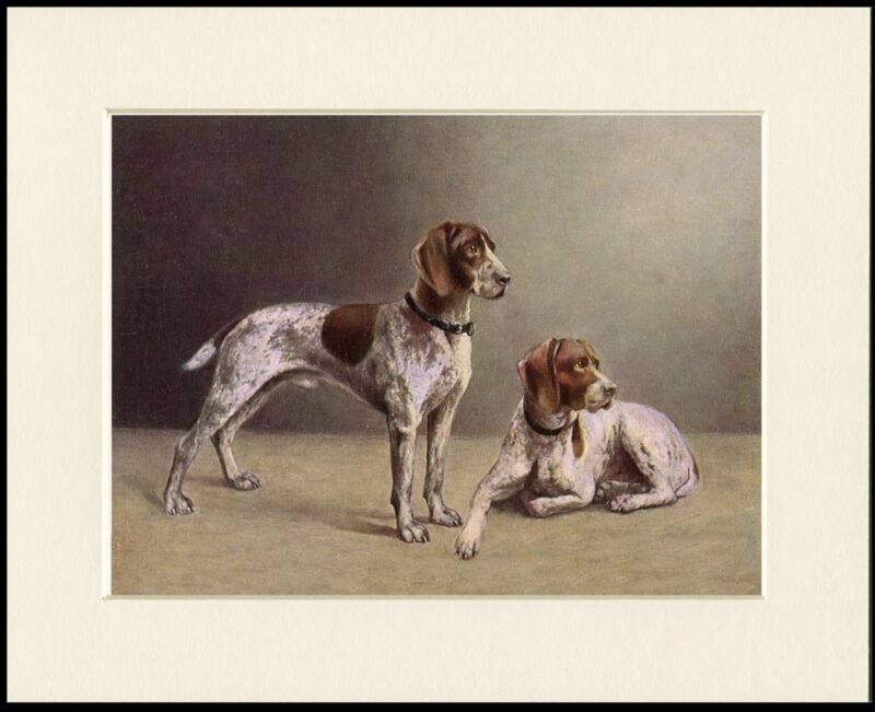 GERMAN SHORTHAIRED POINTER TWO DOGS LOVELY DOG PRINT MOUNTED READY TO FRAME