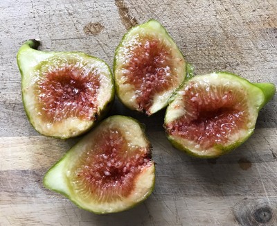 Beyaz Orak Turkish San Pedro Type Fig Tree Cuttings (2)