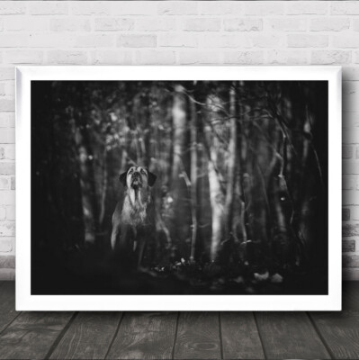 A Quiet Moment Dog Forest B&W Animal Mood Wall Art Print