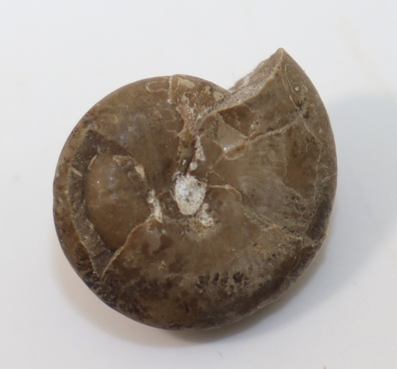 Goniatit, Popanoceras Annae, Perm, Aktubinsk, Kasachstan -I815