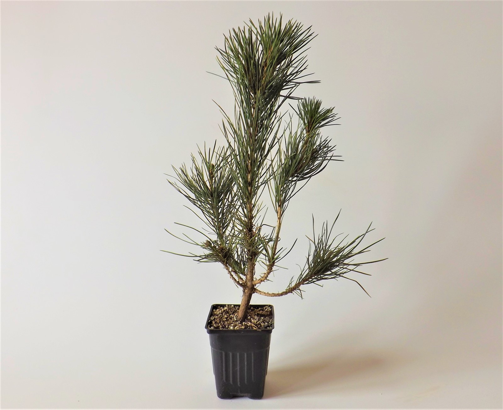 order-japanese-black-pines-online