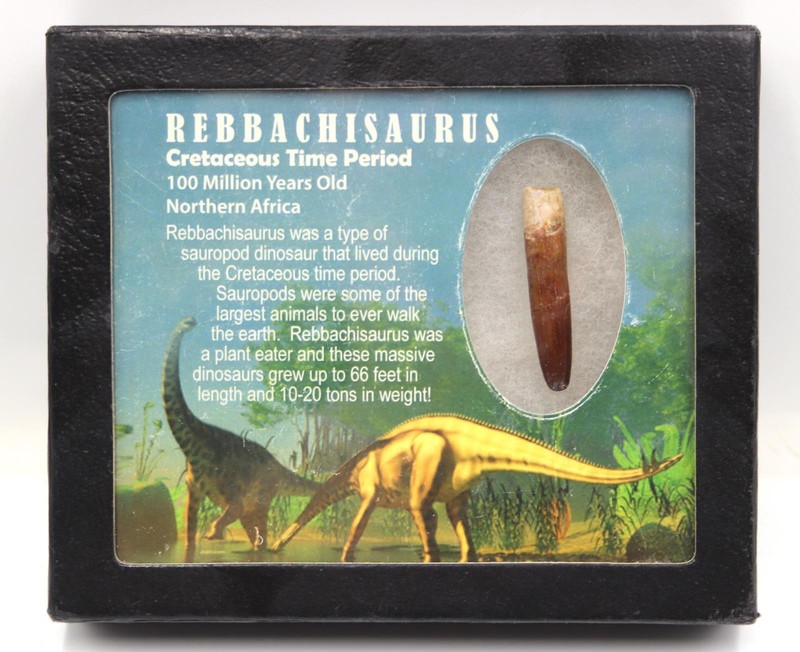 Rebbachisaurus Sauropod Dinosaur Tooth Fossil 1.812 in 18290.