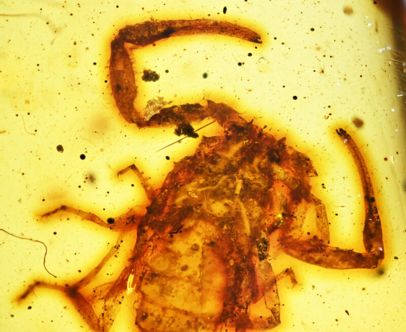 Rare Scorpion Fossil Inclusion in Burmese Amber