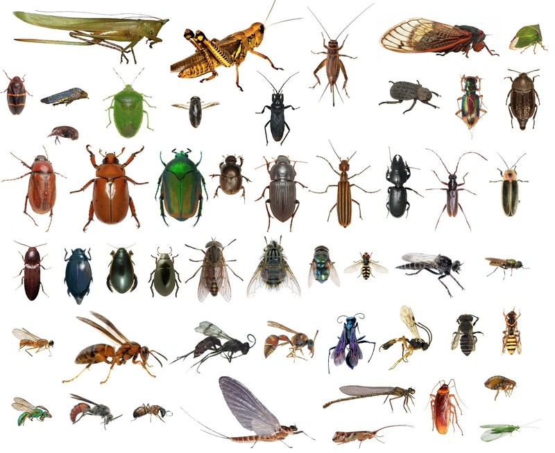 College Level School Entomology Insect Bug Specimens Choose Species Dead