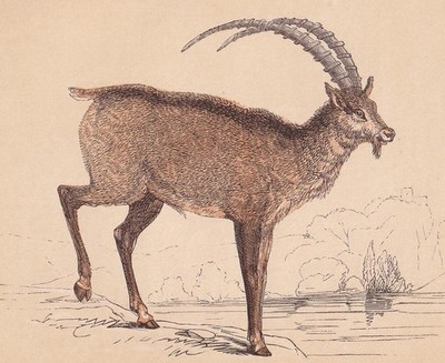 1851 IBEX GOAT Print - Antique Animal Print - Wall Art - 6.65 x 4.75 Inches