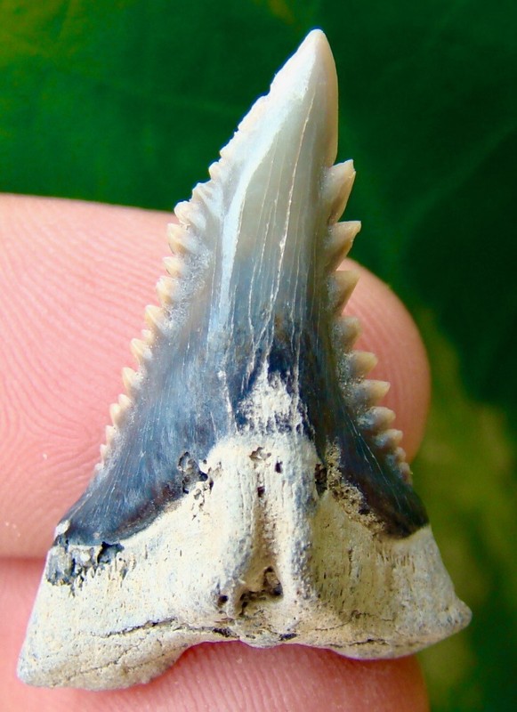 HEMIPRISTIS SHARK TOOTH - 1.08 inch - 100% REAL FOSSIL - NO