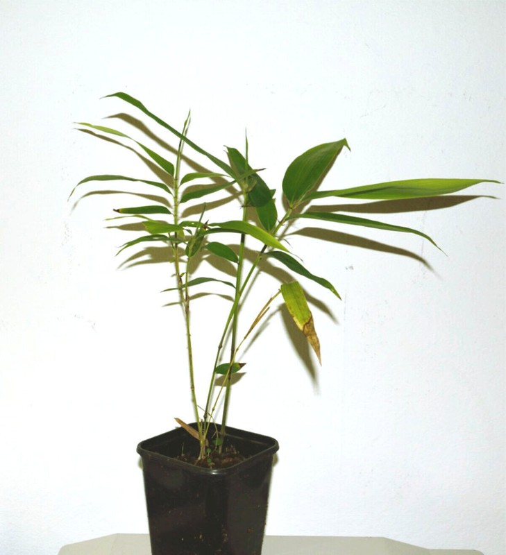 Phyllostachys - Atrovaginata,  Vivax,  Bambusoides, Primotina, Moso Edulis